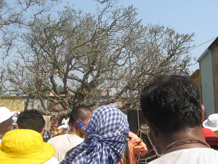 Champaka tree at Chand Kazi Samadhi.JPG